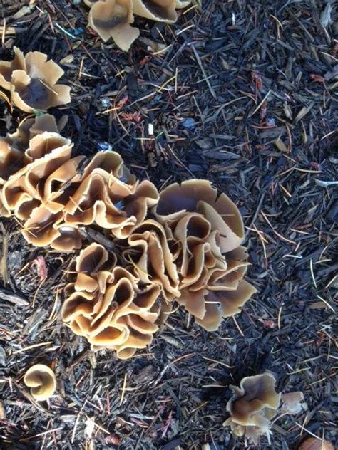 We did not find results for: identification - What are these curly mushroom-like ...