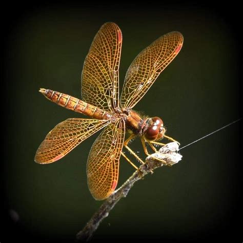 Pin By D Daloia On Animals Insect Art Dragonfly Insects