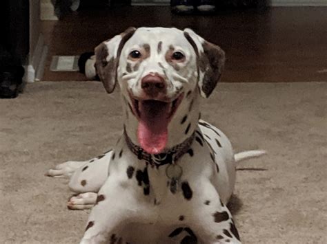 Just My Overly Happy Liver Spot Dalmatian Rdogpictures