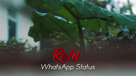 🌧️ barish status rain special whatsapp status🌱 barish song status barish romantic