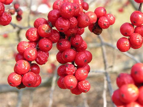 Native Plant Species Profile Winterberry Holly Carolinian Canada