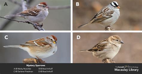 Sparrow Identification How To Id A Chipping Sparrow Great Backyard