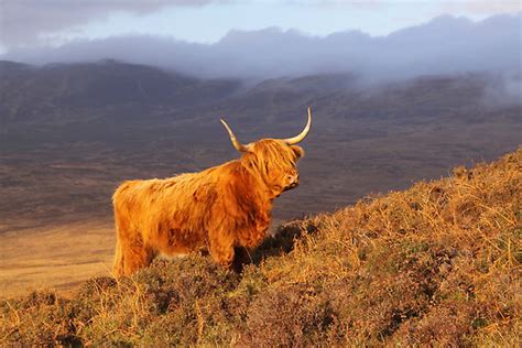 Highland Cattle Facts Photos