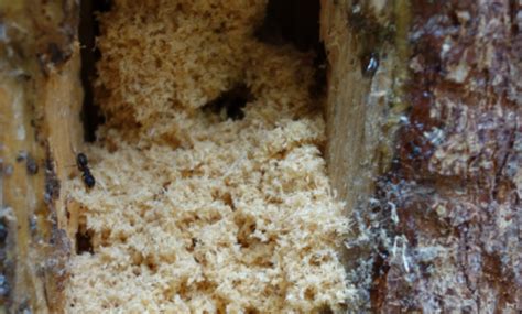 How To Get Rid Of Carpenter Ants Pure Pest Control