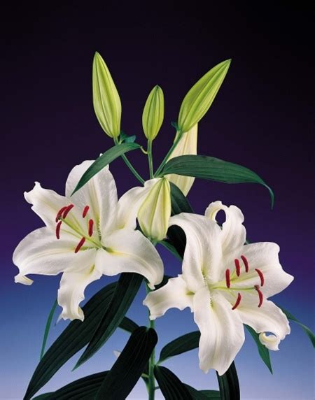 Oriental Lily Universe Oriental Hybrid Lilies Lilies Flowers By