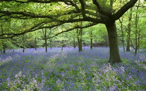 Britains Best Places To See Bluebells Bluebells Scenic Places To See