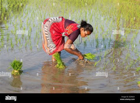 Indian Woman Planting Young Rice Plants In A Paddy Field Andhra