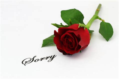 Best Saying Sorry With Red Roses Stock Photos Pictures And Royalty Free