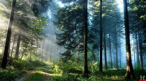 Awesome Forest Natural Beautiful Hd Wallpapers Wallpaper Nature Beauty