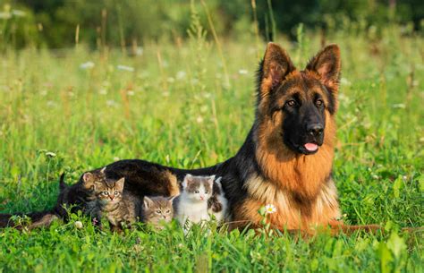51 Hq Photos German Shepherd And Cats Get Along Top 10 Reasons Why