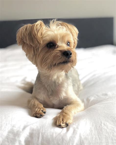 14 Fascinating Facts About Yorkies Page 3 Of 4 Petpress