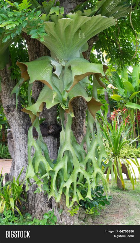 Staghorn Fern Parasite Image And Photo Free Trial Bigstock