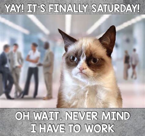 15 Best New Grumpy Cat Work Memes Romance Movies