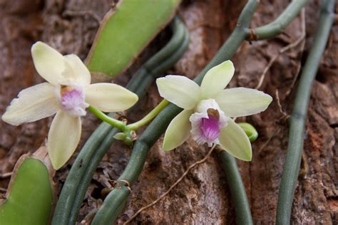 Vanille Orchidee Vanilla Planifolia › Orchideenfieberde