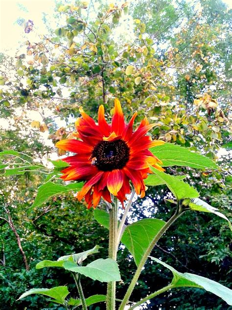 Red Sunflower Garden Ideas Pinterest