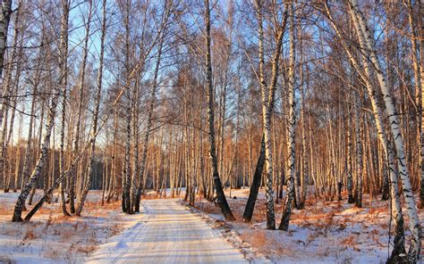 Roads Path Trail Landscapes Forest Winter Snow Wallpaper 1920x1200