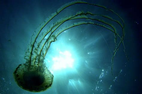 FOTO:Požrešne meduze hočejo za obed solinske rakce