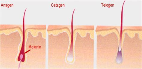 Anagen, catagen, and telogen phase. Laser Hair Removal - Bellalaser