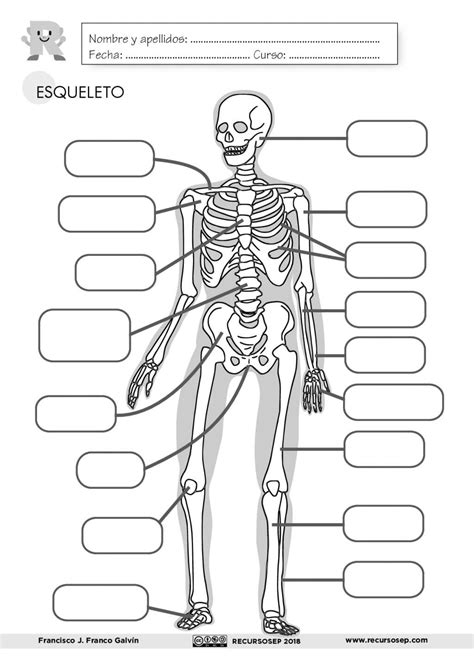 El Esqueleto Humano Ficha Interactiva Skeletal System Worksheet