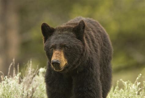 Conservation Group Tries To Halt Florida Bear Hunting Sporting