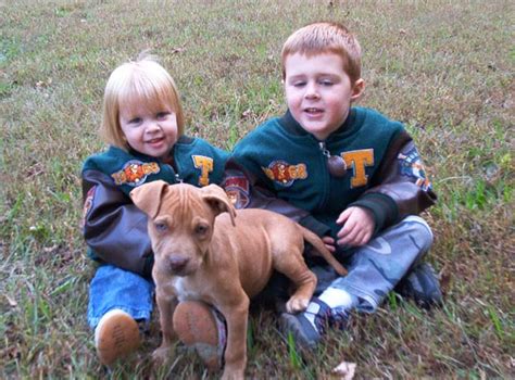 Pit Bulls Playing And Loving On Kids