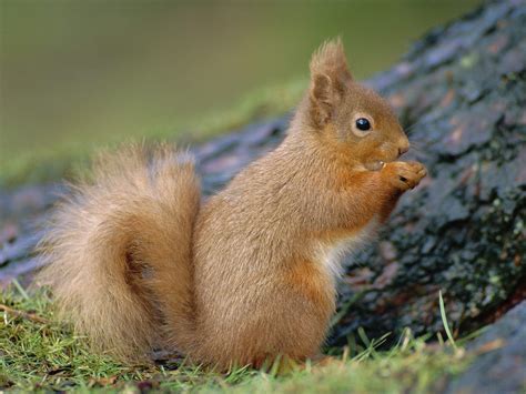 Squirrel Wallpapers Fun Animals Wiki Videos Pictures Stories