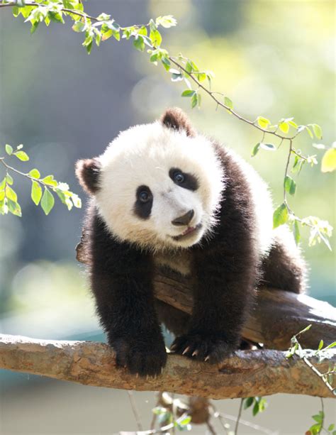 Pandas Pandas Photo 39377328 Fanpop