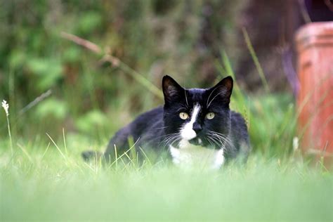 Cats Whiskers Reveal Felines Favour Free Lunch