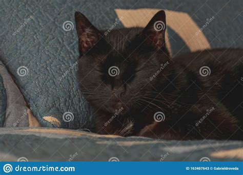 Domestic Black Cat Sleeping In A Bed Stock Image Image Of Indoor