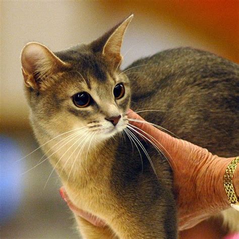 Abyssinian In The Hands Of The Judge Abyssinian Cats Cutest Cats