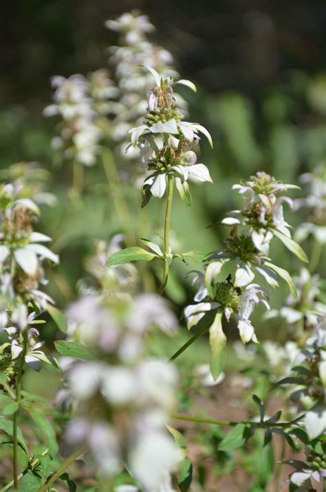 This beautiful annual plant grows well throughout north america. Bee Balm, aka Horsemint | Florida native plants, Plant ...