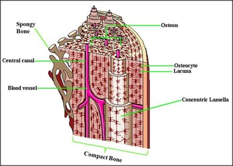 A diagram of the anatomy of a bone, showing the compact bone. Drawing illustrates the labelled structures of compact and ...