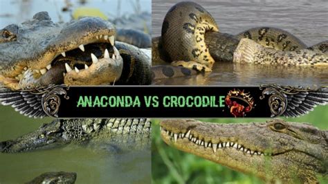 Anaconda Vs Crocodile Borba Youtube