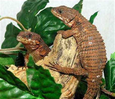 Reptile Care, Keeping Reptiles and Amphibian Pets ...
