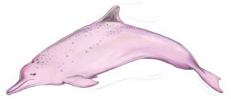Https://techalive.net/draw/how To Draw A Amazon Pink River Dolphin