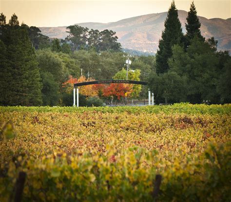 Yountville Vineyard In Autumn Domaine Chandon Napa Valley Wine Country