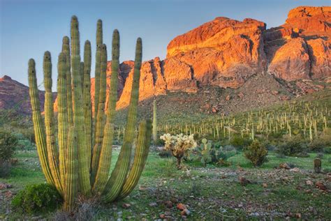 Organ Pipe Cactus National Monument Arizona Alan Majchrowicz Photography