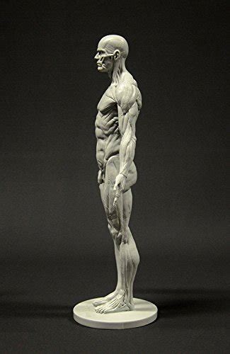 Overview of the male anatomy. Male Anatomy Figure: 11-inch Anatomical Reference for ...