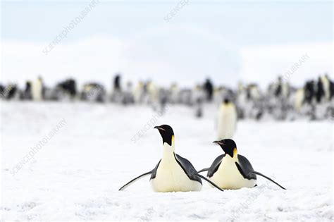 Emperor Penguin Feeding Journey Stock Image C0458902 Science