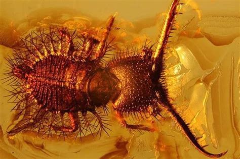 Natures Time Machine Ancient Insects Trapped In Amber