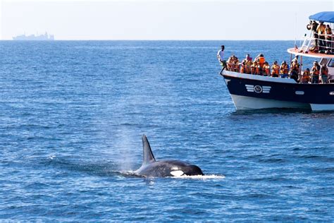 Whale Watching In Mirissa The Luxury Travel Channel
