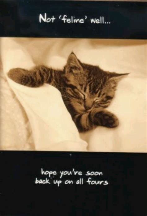 Best Friend Get Well Soon Cat Funny Cute Cats Cat Quotes