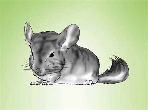 How To Breed Chinchillas 5 Steps With Pictures Wikihow