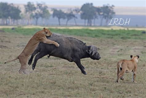 Lions In Battle Africa Geographic