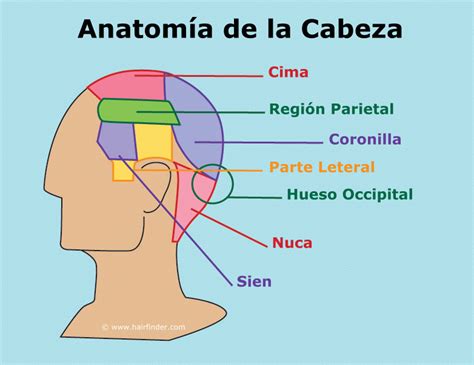 Anatomía De La Cabeza Referencias Utilizadas En Cortes De Cabello