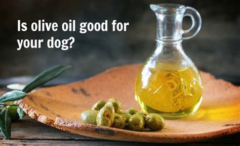 The Role Of Olive Oil In Your Dogs Diet The Mama Life