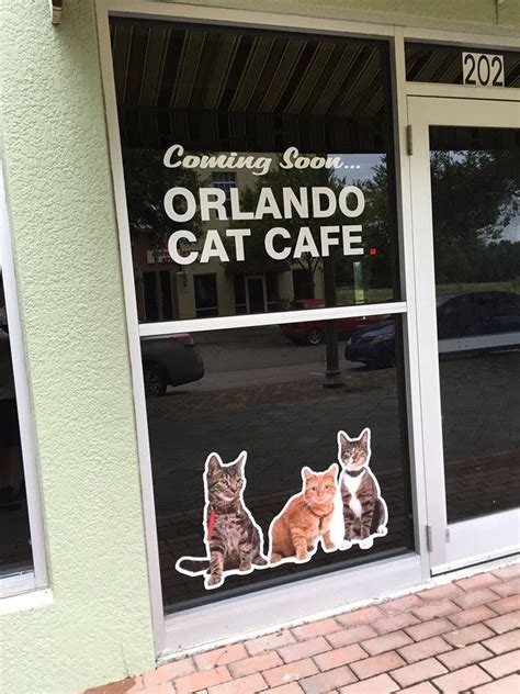 The kitty beautiful, downtown orlando's cat cafe, is open again during the pandemic. Cat Cafe to open in Clermont at Cagan Crossings | Blogs