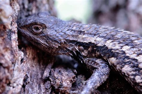 How To Keep A Texas Spiny Lizard As A Pet In Your Home