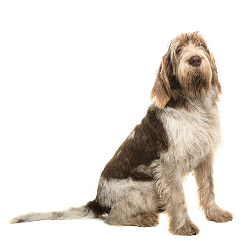 Italian Spinone Dog Breed Profile Personality Facts