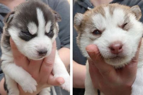 We have other pups available as well. More husky puppies up for adoption at Okanagan SPCA - BC ...